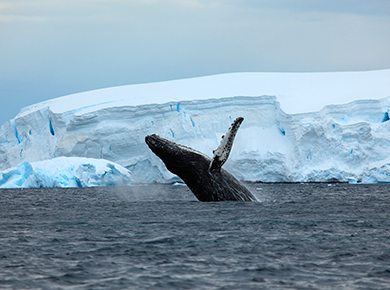 Antarctic-peninsula-1.jpg